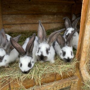 Баварская ферма